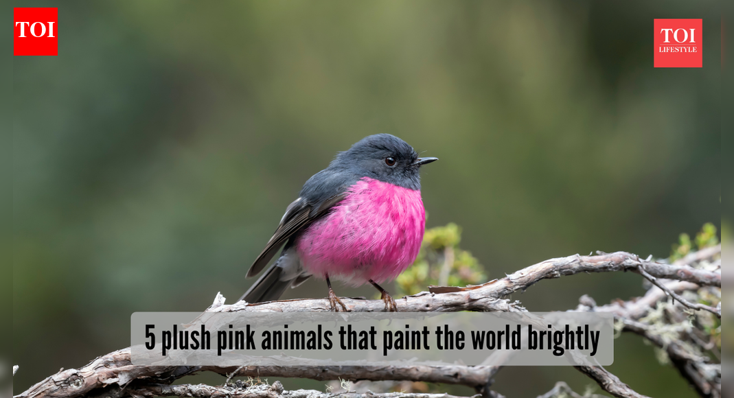5 adorable pink animals stealing the wildlife spotlight