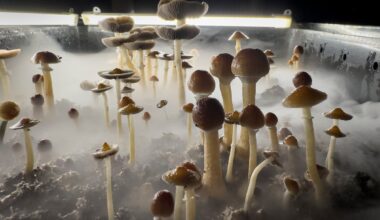 Magic mushroom compound psilocybin found to break depression spiral