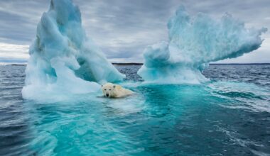 The Arctic Is in Dire Straits, 20 Years of Reporting Show