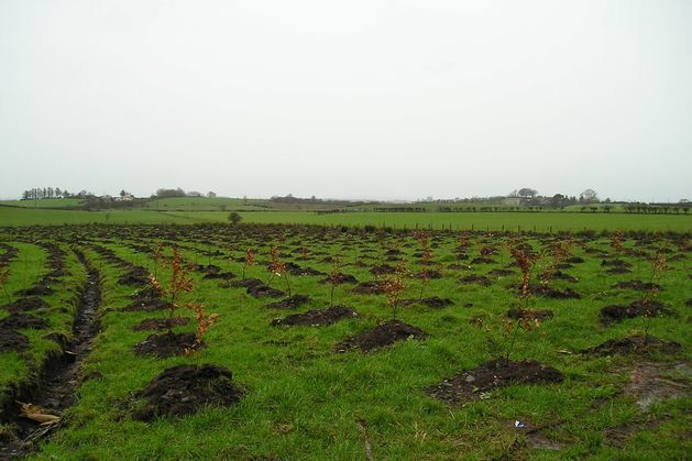 ‘What would the neighbours think?’ How social approval is the biggest hurdle to planting trees