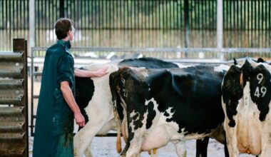 Republic of Ireland may already have bluetongue, NI officials say