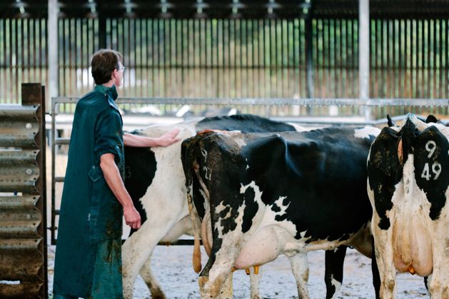 Republic of Ireland may already have bluetongue, NI officials say