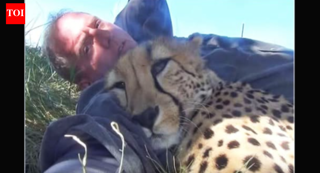 What happened when a wildlife photographer woke up with a curled up cheetah beside him |