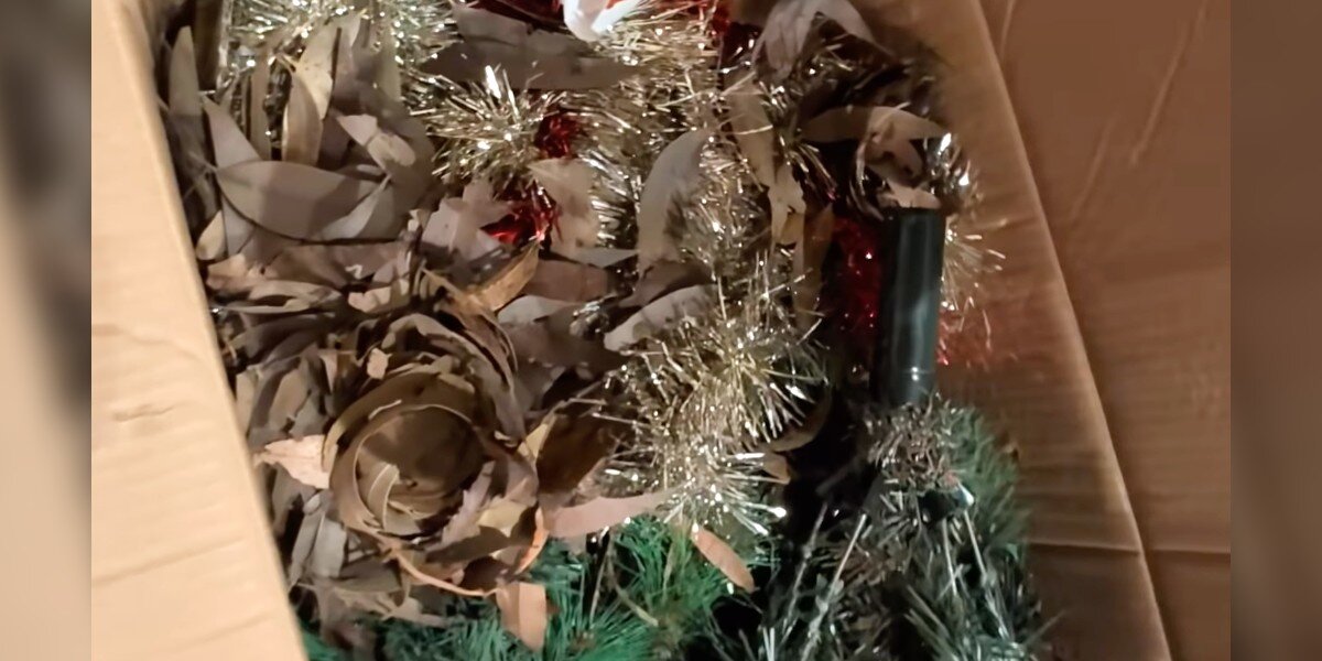 Family Opens Christmas Tree Box And Finds Nest With Rare Babies Inside
