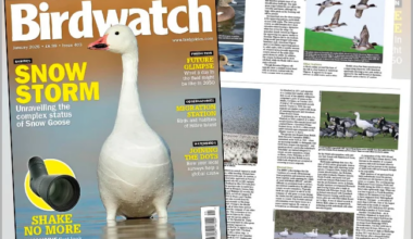 Inside the January 2026 issue of Birdwatch