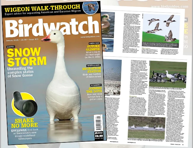 Inside the January 2026 issue of Birdwatch