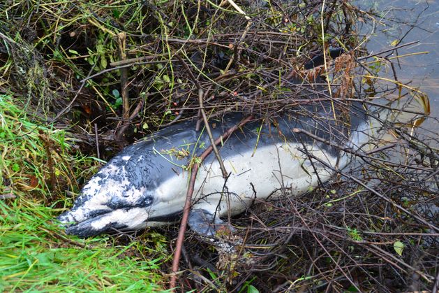 Dead dolphin discovered washed up on Carlow riverbank 30km from the sea