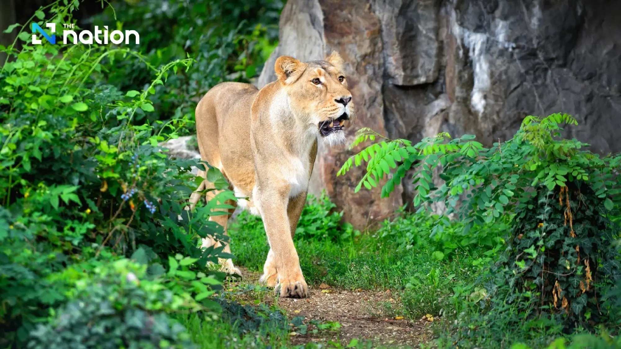 Strict Control on “Liger” and “Tigon” Designated as Controlled Wildlife, Ownership Must Be Reported