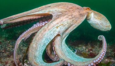 2025 hailed as ‘year of the octopus’ as record numbers spotted off English coast