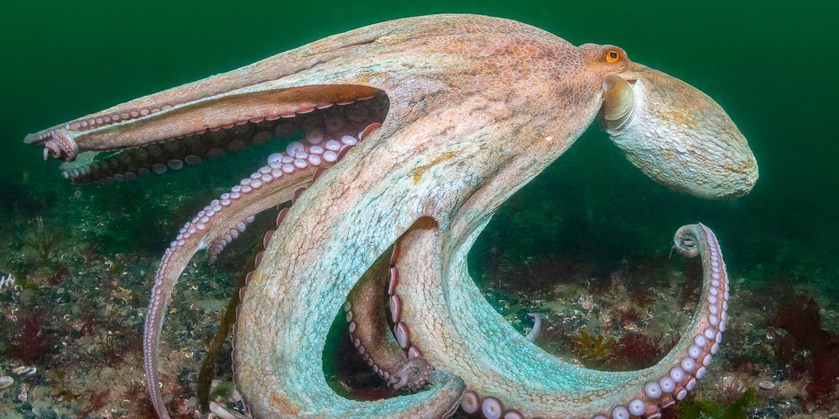 2025 hailed as ‘year of the octopus’ as record numbers spotted off English coast