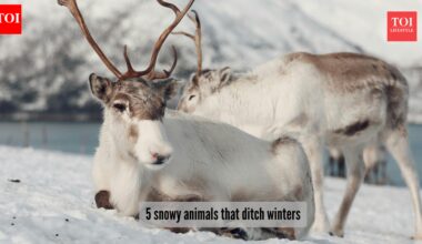 5 snowy animals that rule the coldest places on earth​