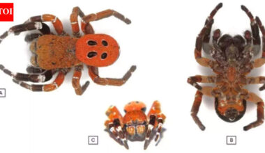 Scientists discover new spider species with a striking red head in Morocco |