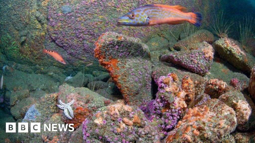 Plans to create Marine Protected Area around Sark