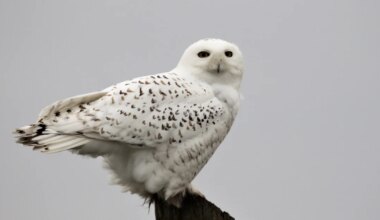 Snowy Owl declared extinct in Sweden after decade without breeding