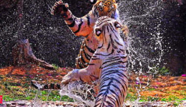 Tiger returns to Gujarat: Ratanmahal forests now home to three big sats