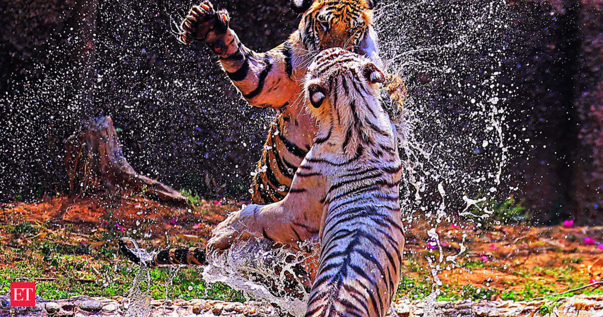 Tiger returns to Gujarat: Ratanmahal forests now home to three big sats