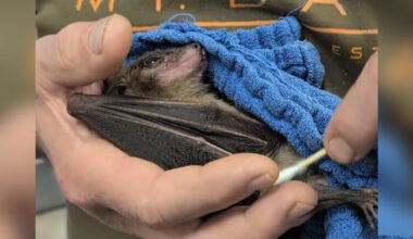 Senior Rescue Bat Melts Into The Happiest Puddle During His Special Spa Day