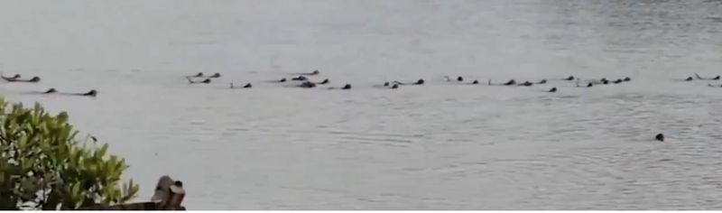 Primate power: Watch as monkeys unite to rescue companion from crocodile's jaws