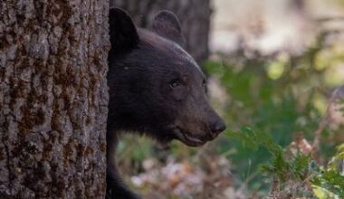 California man to sue over bear who won’t leave his house