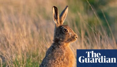 Shooting hares in England to be banned for most of the year | Hunting