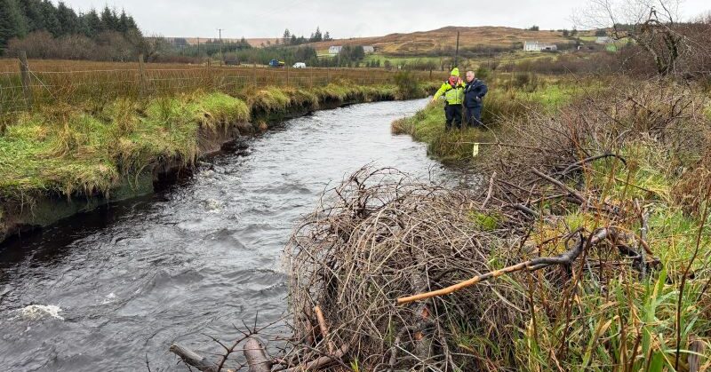 Bright idea: Old Christmas trees to be used to strengthen Donegal river banks