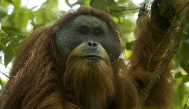 Tentative existence: The Tapanuli species is considered one of the rarest great apes in the world, with the less-than 800 remaining apes located in the region of Batang Toru, North Sumatra, south of Lake Toba.