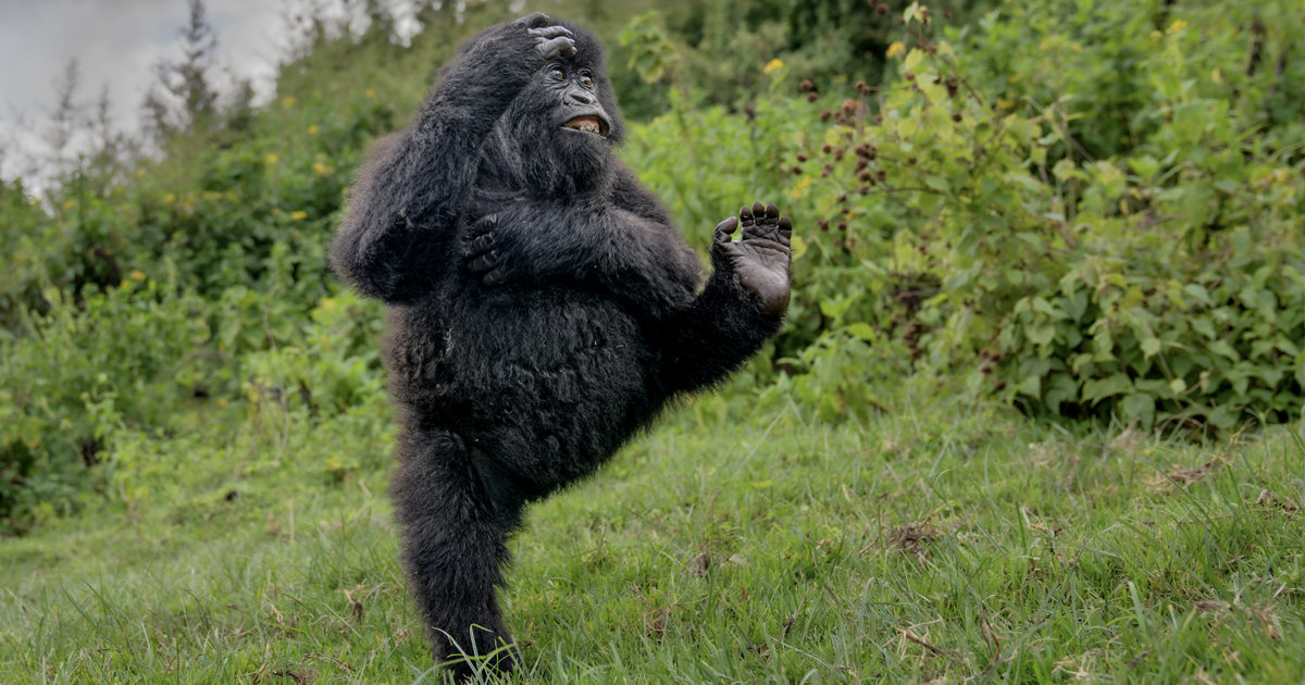 Dancing Gorilla Wins the 2025 Nikon Comedy Wildlife Award