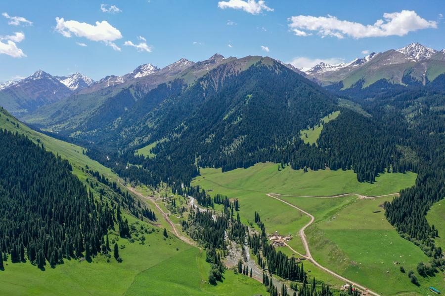 New study traces how Earth's alpine plant diversity evolved-Xinhua