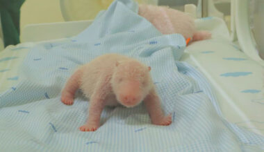 Indonesia welcomes first panda born in the country