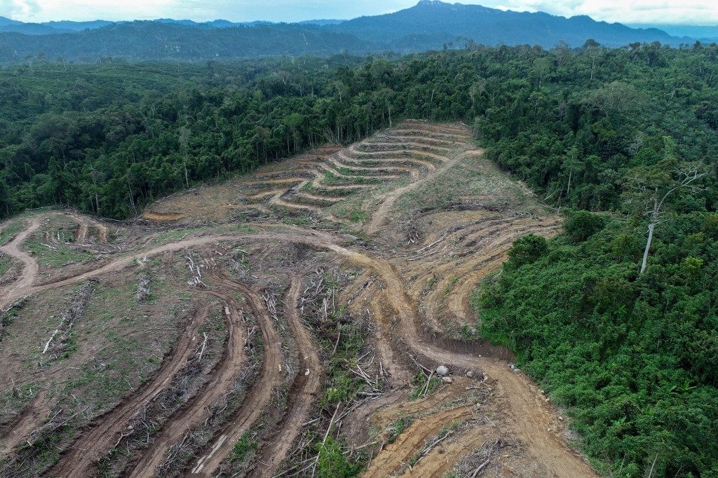 Deforestation is seen May 18, 2024, in East Kalimantan. Deforestation caused by pulpwood plantation expansion is shifting from Sumatra to Kalimantan.