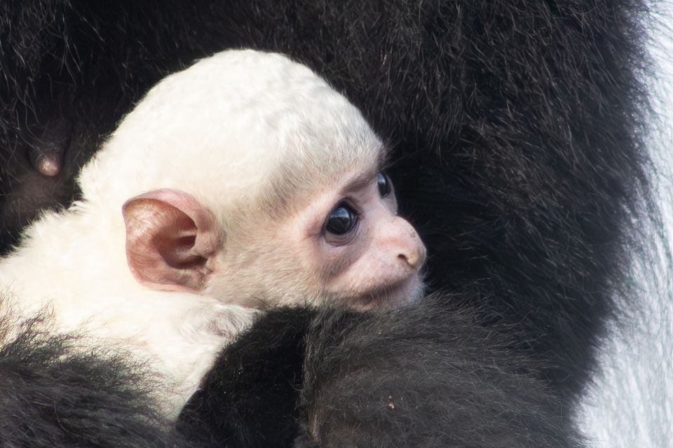 Black-and-white colobus baby monkey born at Fota Wildlife Park on 30 October 2025 to mother Freya and father Juggs. Photo: Sinéad Donnachie, Fota Wildlife Park.