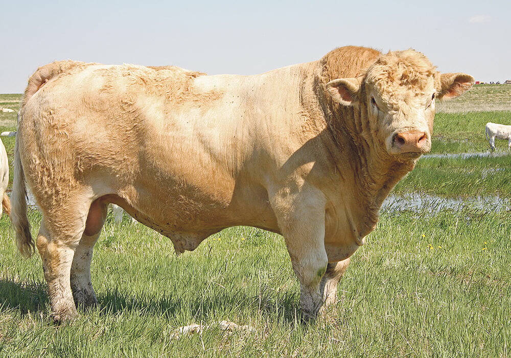 light-coloured bull standing in a grass field.