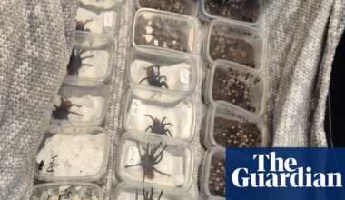 Snakes, spiders and rare birds seized by Border Force in month-long operation | Illegal wildlife trade