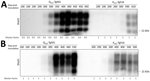 Kinetic studies of proteinase K–resistant prion protein (PrPres) detection in K222-Tg516 and Q222-Tg501 homozygous mice inoculated with classical scrapie in study of propagation of classical scrapie prions. Brain PrPres from mice euthanized at various time points postinoculation were analyzed by Western blotting and visualized using the Sha31 monoclonal antibody. A) Q222-Tg501 and K222-Tg516 mice inoculated with the CP060146 classical scrapie isolate adapted to the K222 cellular prion protein (PrPC) context (CP060146/K222-goat). B) Q222-Tg501 and K222-Tg516 mice inoculated with the F10 classical scrapie isolate adapted to the K222-PrPC context (F10/K222-Tg516). Molecular weight markers are indicated on the right side of each band.