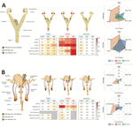 Localization and severity of histopathologic changes and Lassa virus (LASV) detection in reproductive tissues of strain 13/N guinea pigs experimentally infected with LASV strain Josiah or NJ-2015 in study of guinea pig model for LASV infection of reproductive tract and considerations for sexual and vertical transmission. Female (A) and male (B) guinea pig reproductive tract anatomy, histopathology, and virus detection (antigen by IHC or viral RNA by ISH) after subcutaneous infection with LASV strain Josiah or NJ-2015 (target dose, 105 50% tissue culture infectious dose). Anatomic localization, severity, and incidence are depicted and delineated by stage of infection: early (<16 dpi), lethal (meeting endpoint criteria at 14–28 dpi), and survivor (41 or 42 dpi). Histopathologic changes (H&E) and viral detection by IHC or ISH were scored semiquantitatively for each tissue as absent (0), minimal (1), mild (2), moderate (3), or severe (4). Not all analyses were performed for all animals (Appendix Tables 1–3, https://wwwnc.cdc.gov/EID/article/31/12/25-0396-App1.pdf). H&E, IHC, and ISH scores represent mean severity values for each tissue across all animals tested. An asterisk (*) indicates that only 1 animal was evaluated in the group; gray boxes indicate tissues that were not available or not evaluated. Relative incidence of histopathologic change or virus detection in early, lethal, and survivor cohorts with sufficient group sizes (n >3) is shown in radar plots; only a single male animal in the lethal cohort was excluded, as it was the sole animal evaluated and test results were positive in both mammary gland and skin. H&E, hematoxylin and eosin; IHC, immunohistochemistry; ISH, in situ hybridization.
