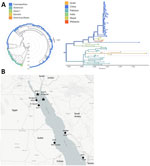 Epidemiology, phylogeny, and geography of dengue virus (DENV) serotype 2 (DENV-2) circulation in the Red Sea region in study of molecular evidence of DENV-2 emergence from travelers returning to Israel from the Sinai Peninsula. A) Phylogenetic analysis of DENV-2 whole-genome sequences. Phylogenetic tree was constructed using the samples from Israel sequenced in this study (n = 3) alongside global DENV-2 sequences from the past decade (n = 1,492) available in the DENV-2 Nextstrain build (https://nextstrain.org/dengue/denv2/genome). The radial tree illustrates the global DENV-2 genotypes, highlighting the Israel sequences (n = 3, circled) within the broader dataset. Nodes are color-coded by DENV genotype. The cluster marked by a black arc is magnified in the right portion. The rectangular tree focuses on the cluster containing the Israeli sequences (n = 3), showing the genetic divergence within the group. Nodes are color-coded by the country of origin, and the number of mutations connecting the Israeli cluster to the nearest ancestor is indicated in parentheses. B) Dengue fever outbreak locations, including the current outbreak in Sharm El-Sheikh (star) and outbreaks reported in the region in recent years (black circles labeled by year): Jeddah 2006 (3), El-Quseir 2017 (4), Port Sudan 2019 (5), Jizan 2022 (6), and Hurghada 2023 (7).