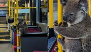 Koala Takes the Bus: Hugging Handrail Adorably Goes Viral