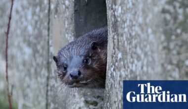 Hightailing along city streets and raiding ponds: otters’ revival in Britain | Wildlife