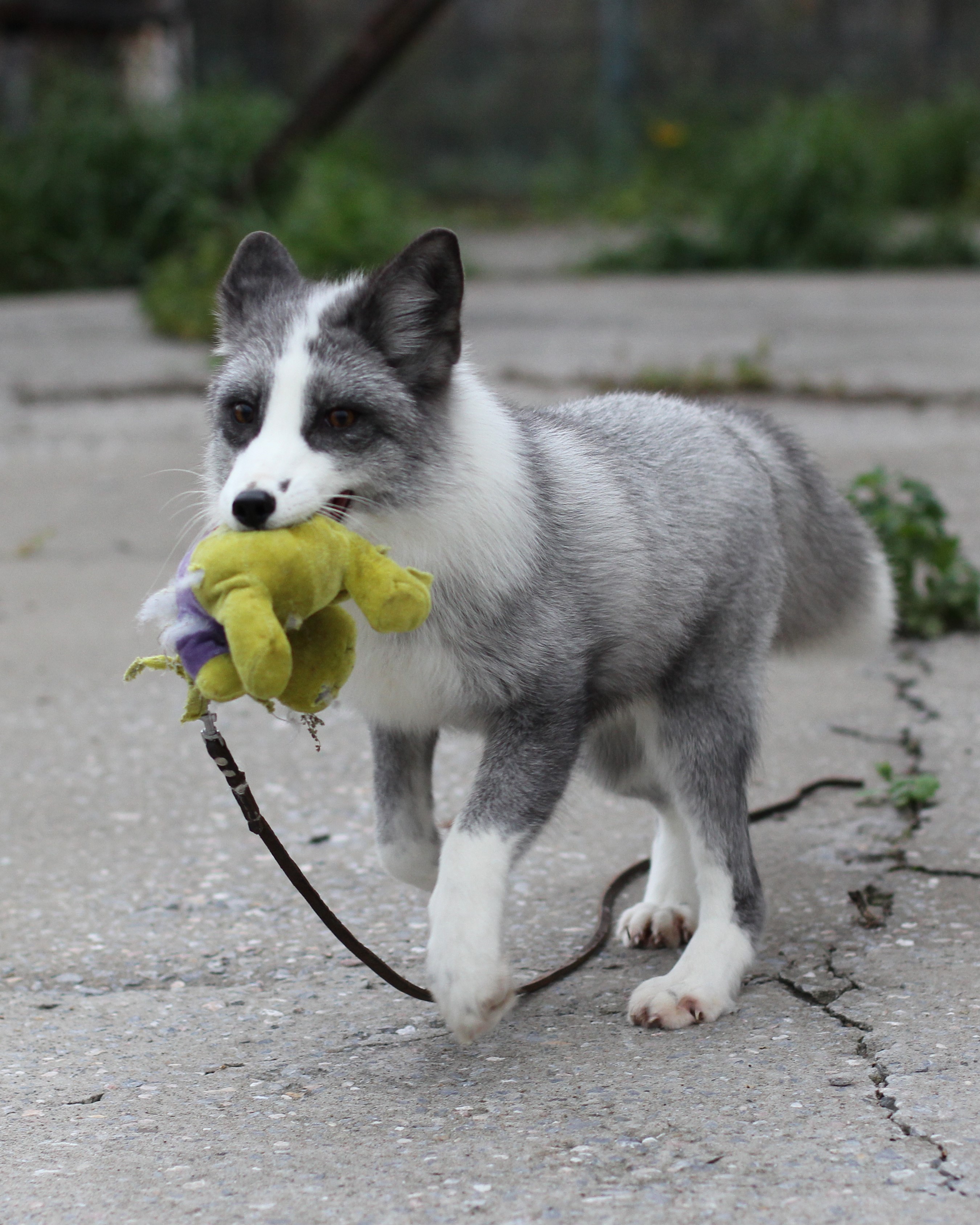  grey anf white fox that had been bred for dog-like behaviors holding a toy in its mouth