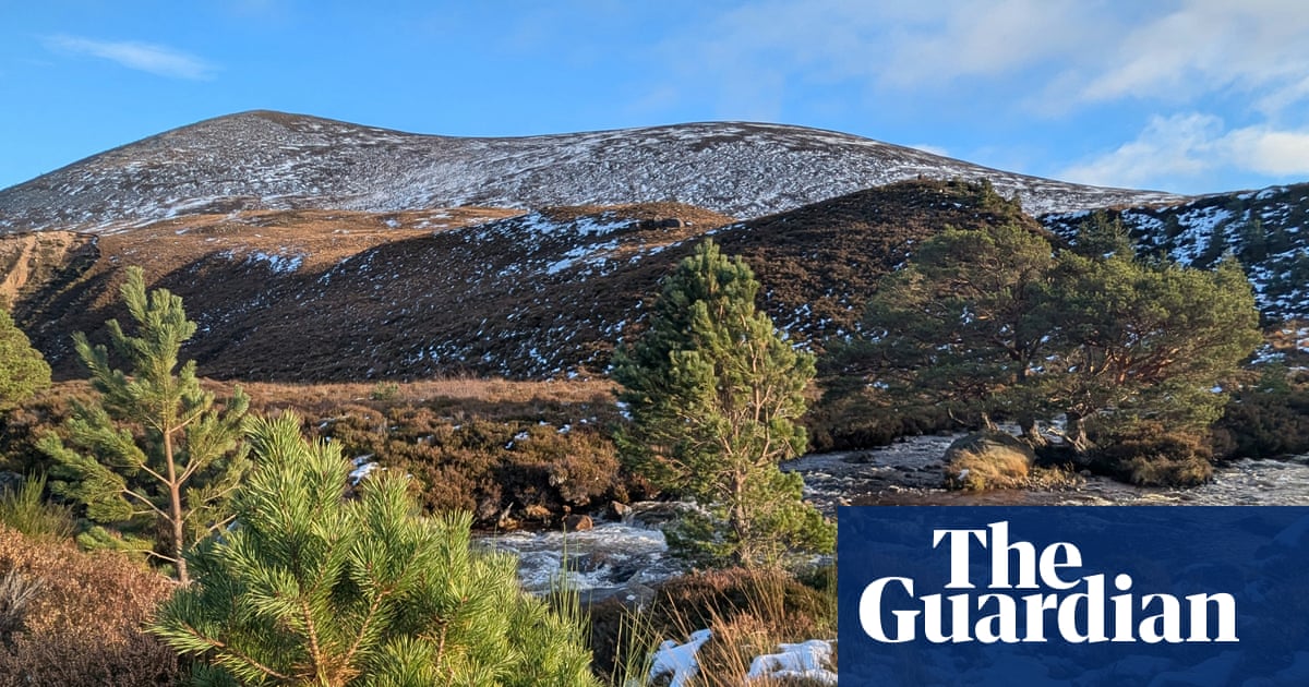 Country diary: Green shoots in the ancient forest | Environment