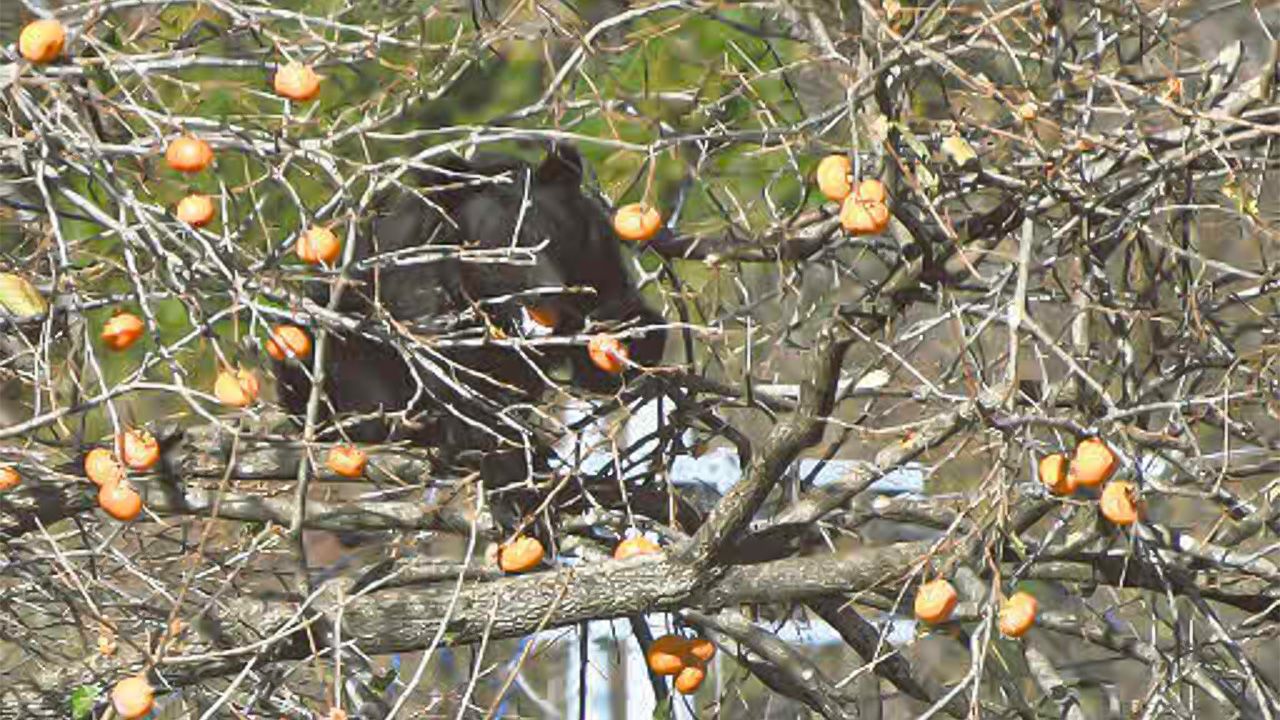 Understanding and Dealing with Japan’s Bear Crisis