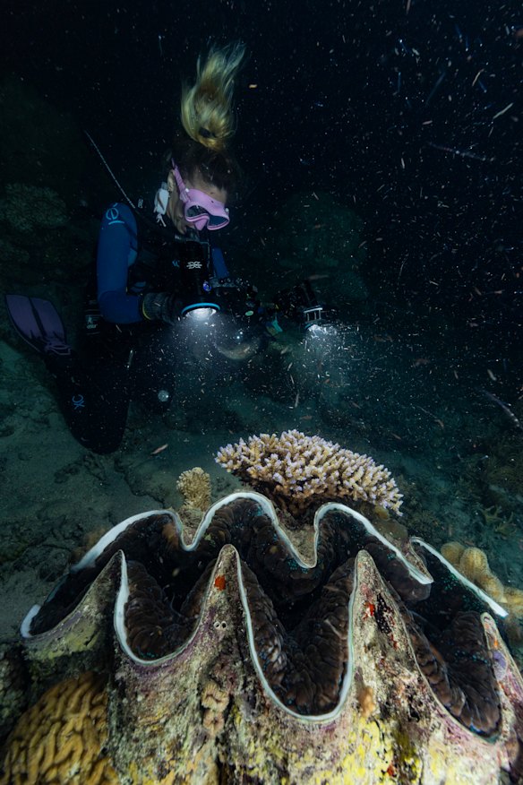 A marine biologist from tourism company Sunlover Reef Cruises monitors Tuesday night’s spawning.