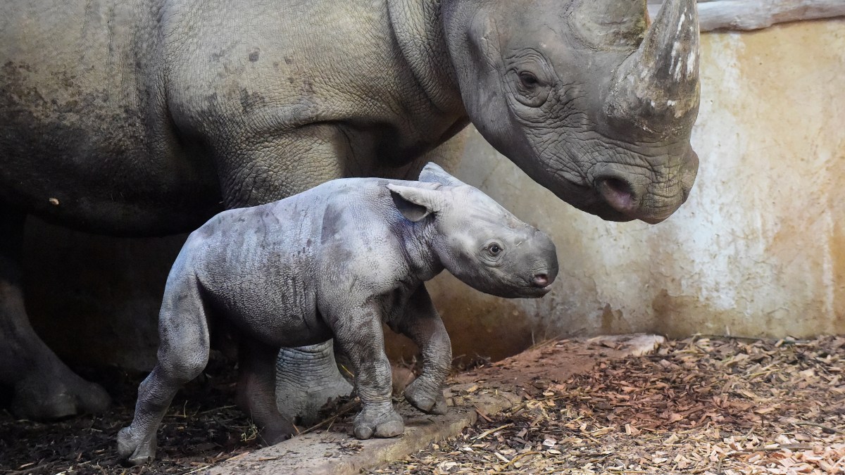 A baby rhino and his mother — and other news in pictures