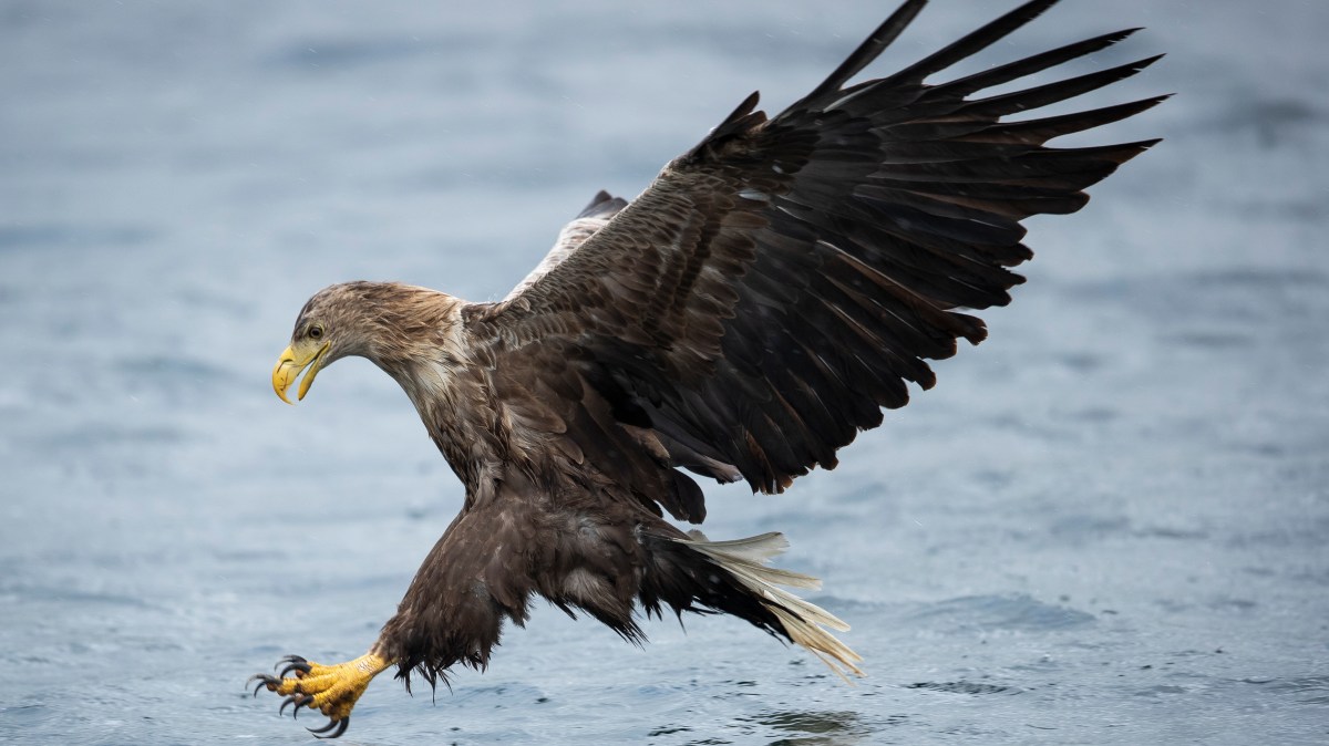Foul play suspected as white-tailed eagles vanish