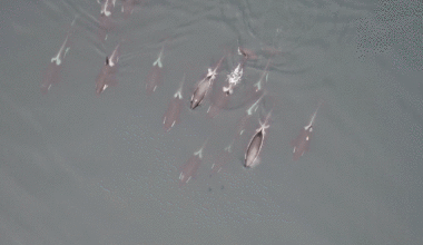 how orcas and dolphins hunt salmon as a team