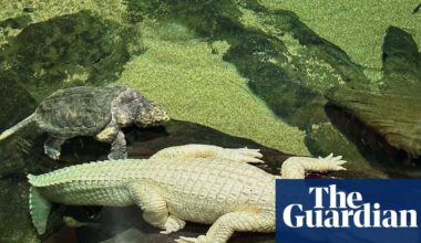 ‘Iconic swamp king’: San Francisco’s beloved albino alligator dies aged 30 | San Francisco