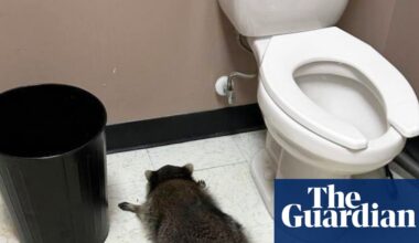 Drunk raccoon found passed out in Virginia liquor store | Virginia