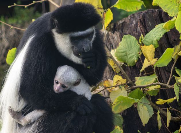 Fota Wildlife Park invites public to help name new black-and-white colobus baby monkey