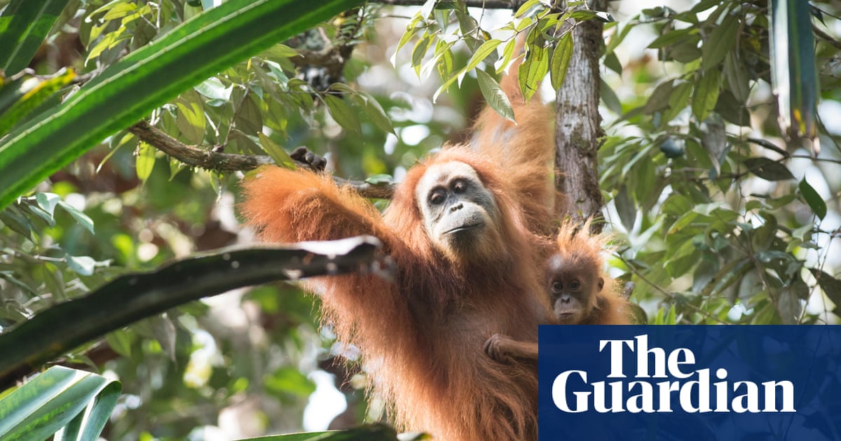 It’s the world’s rarest ape. Now a billion-dollar dig for gold threatens its future | Indonesia