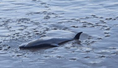 Dead dolphin in Waterford River - News